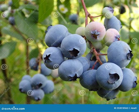 Fresh Organic Blueberrys on the Bush. Vivid Colors Stock Image - Image ...