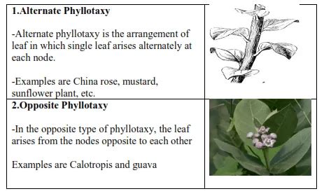 NCERT Solutions for Class 11 Biology chapter 5 Morphology of Flowering ...