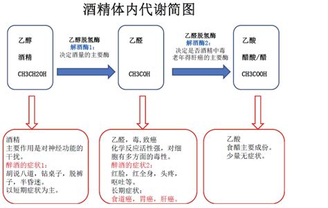 科学网—[转载]酒精体内代谢简图,看看自己是否适宜喝酒 - 黄林的博文