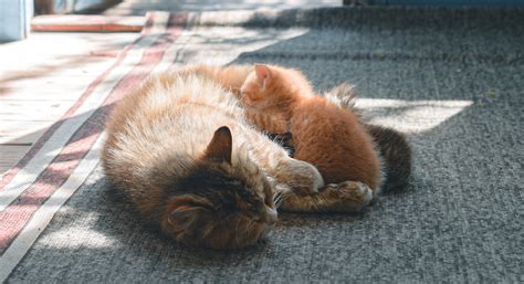 Kitten Season Kicks Off and 'Catz R Us' Make Sure Litters Are Kept Safe