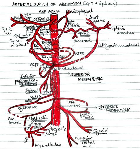 Anatomy Diagrams | Medical anatomy, Diagnostic medical sonography, Sonography student