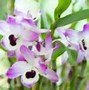 Dendrobium 的图像结果