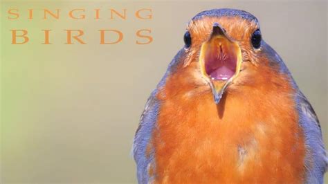 Image result for Spring Spring Spring Like All the Birds