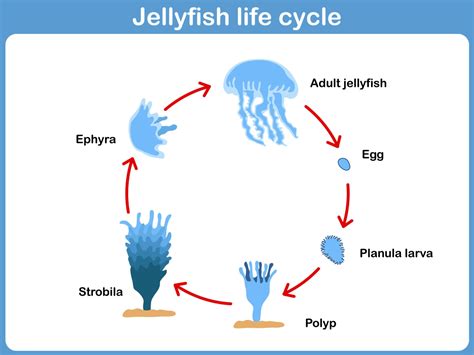 Crystal Jellyfish: The Glowing Marvel of the Ocean