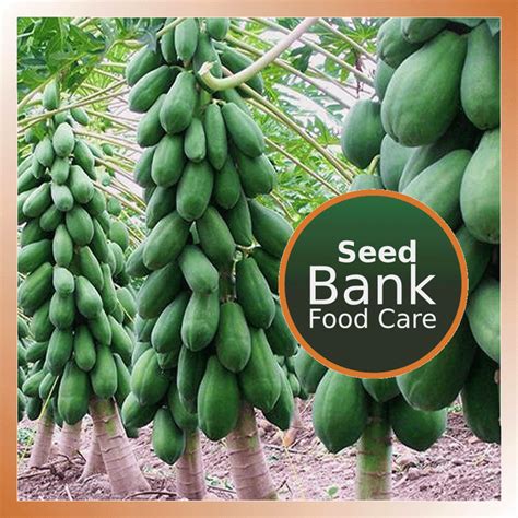 Seed Bank Traditional – Food Care INDIA