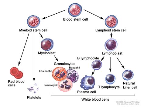 Blood Cell - GM-RKB - what happens when lymphocytes are high