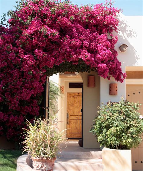 Drought-Tolerant Climbing Vines — 7 Plants That Thrive in Summer ...
