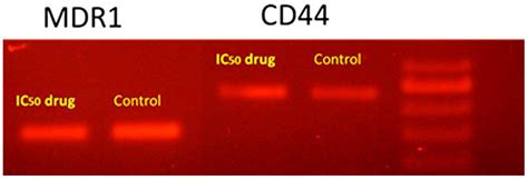 Investigation and Biological Assessment of Rumex vesicarius L. Extract ...