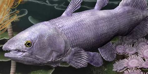 ഭൂമിയിലെ ജീവിക്കുന്ന ഫോസിൽ; എന്താണ് സീലക്കാന്ത; ഉദ്ഭവം സംബന്ധിച്ച് ...