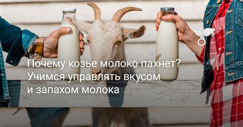 Почему козье молоко пахнет? Учимся управлять вкусом и запахом молока ...