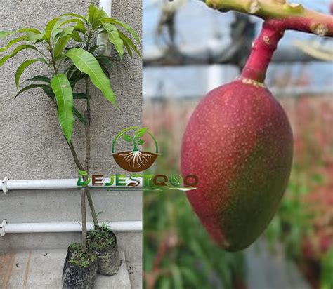 Dejestqoo World’s Costliest Japanese Miyazaki Mango Plant Original ...