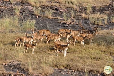 Discover the Beauty of Govind Wildlife Sanctuary and Pashu Vihar ...