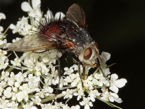 Tachinid Fly - Juriniopsis sp. - North American Insects & spiders