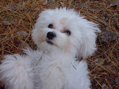 Mini Dogs to Adopt 的图像结果