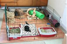 gabbie per conigli nani a relatively standard indoor quot puppy pen quot style setup gabbie per conigli nani a relatively standard indoor quot puppy pen quot style setup