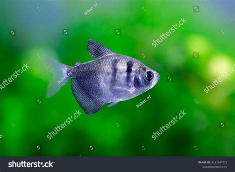 Black Widow Tetra Gymnocorymbus Ternetzi Stock Photo 2121547571 ...