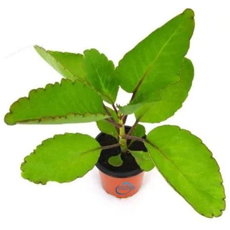 Bhajanlal Greenery Real patharchatta Live Plant Kidney Stone Plant ...