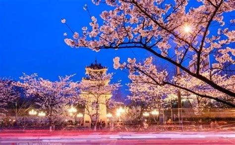 鸡鸣寺樱花开啦，盘点南京周边最佳赏樱TOP10！