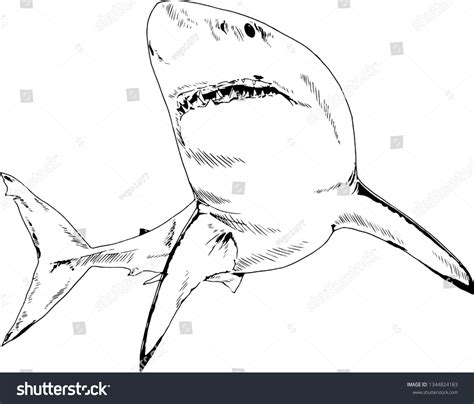 Great White Sharks Drawings