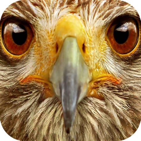 Animal Sounds 100+ - App on Amazon Appstore