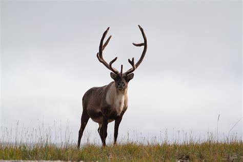 Reindeer and caribou - WWF Arctic
