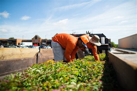 Using Native Plants in Omaha | Sun Valley Landscaping