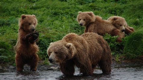 Grizzly Bears vs Brown Bears : What Is The Difference? | Alaska Bear ...