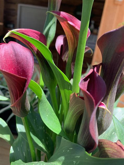 The Hanover Plant Farm Nursery and Garden Center – Hanover Vegetable Farm