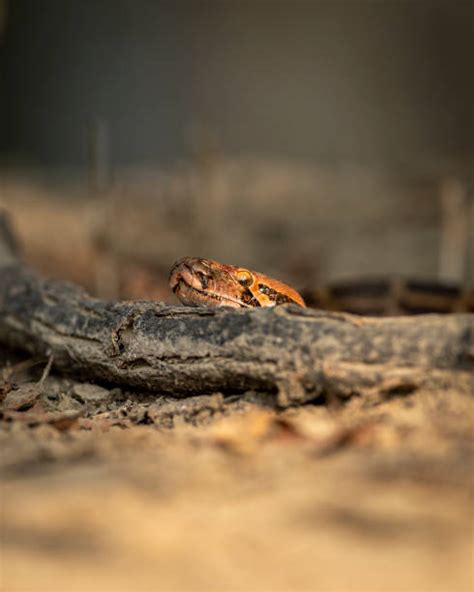 Image result for Big Rock Python