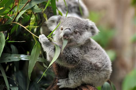 12 Australian animals and where to find them | Live Better
