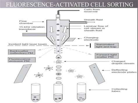 Image result for Cell Cycle Synchronization