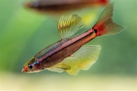 White Cloud Tetra