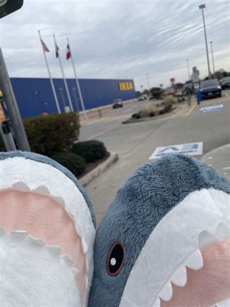 Adopted two Blåhaj today : r/trans