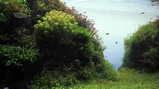 amano aquascape aquascape aqua design amano live amano aquascape aquascape aqua design amano live
