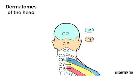 Cervical Dermatomes