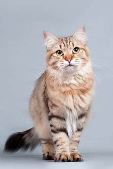 cat breed cat breeds cat breed cat breeds