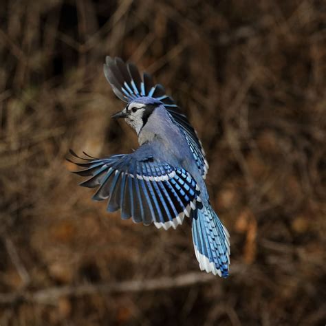 What Color Are A Blue Jays Feathers at Timothy Votaw blog