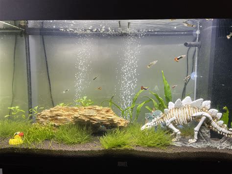 Image result for Java Moss Carpet