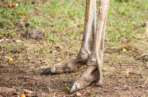 Close-up Photo of Brown Ostrich Feet · Free Stock Photo