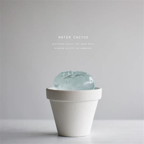 water cactus（銀冠玉） | Sabotensi