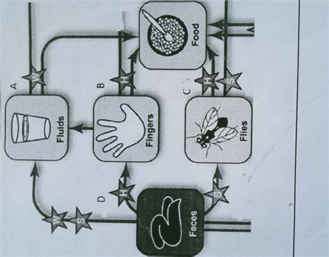 The picture shows how faeces can contaminate food, suggest one ...