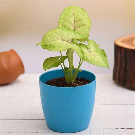 Order Syngonium Plant online | Get same day delivery PAN India in 3 hours