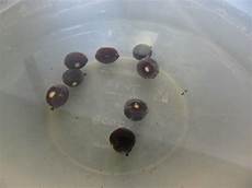 how to grow lotus from seed day in the garden how to grow lotus from seed step by step how to grow lotus from seed day in the garden how to grow lotus from seed step by step