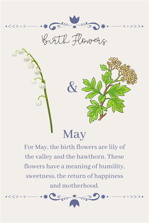 May birth flower lily of the valley hawthorn – Artofit