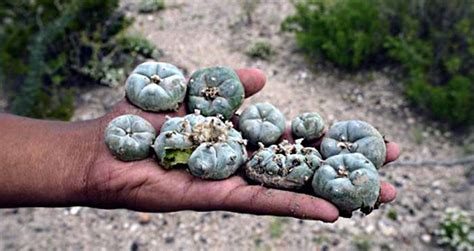 Native American Wisdom: Unveiling the Sacred Journey with Peyote