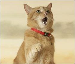 Understanding Your Cat's Meow | Hill's Pet | Cat facts, Cats, Cats meow
