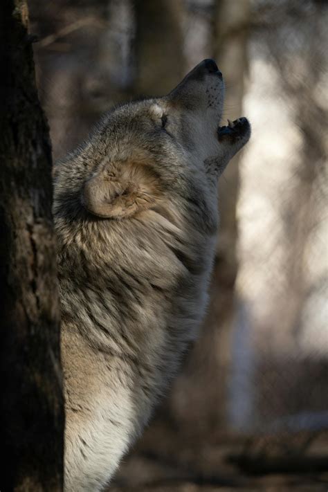 Image result for Beautiful Wolves Howling
