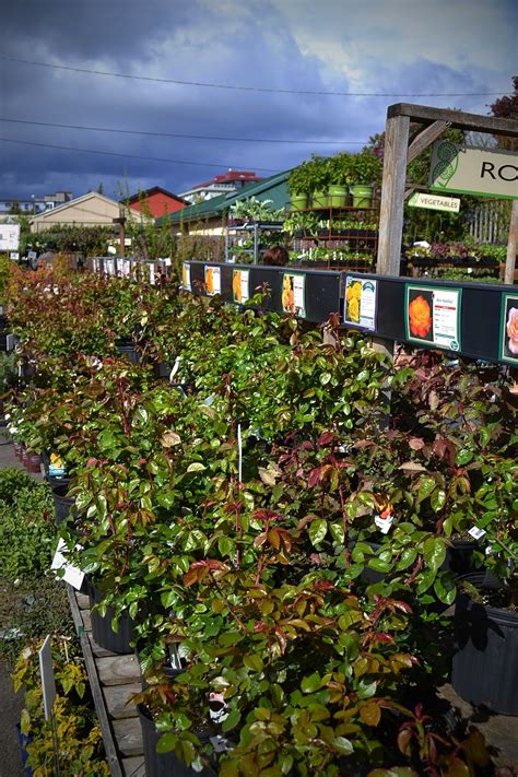 The Outlaw Gardener: My First Visit To West Seattle Nursery