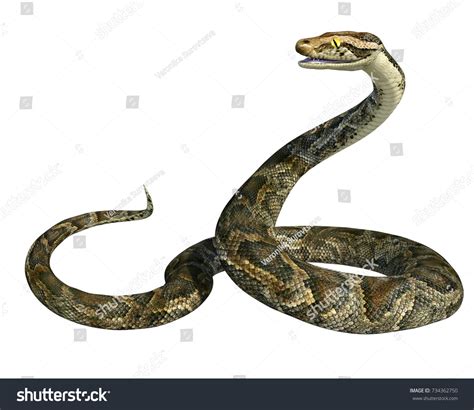 Giant Python Snake 的图像结果