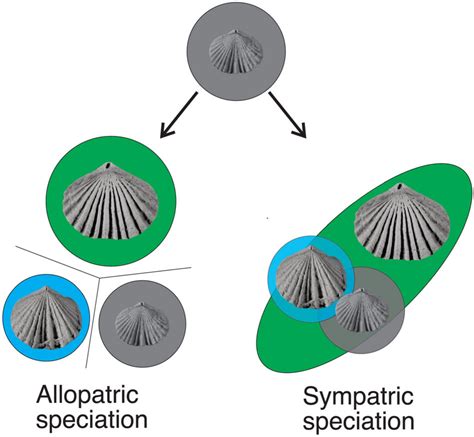 Sympatric Speciation